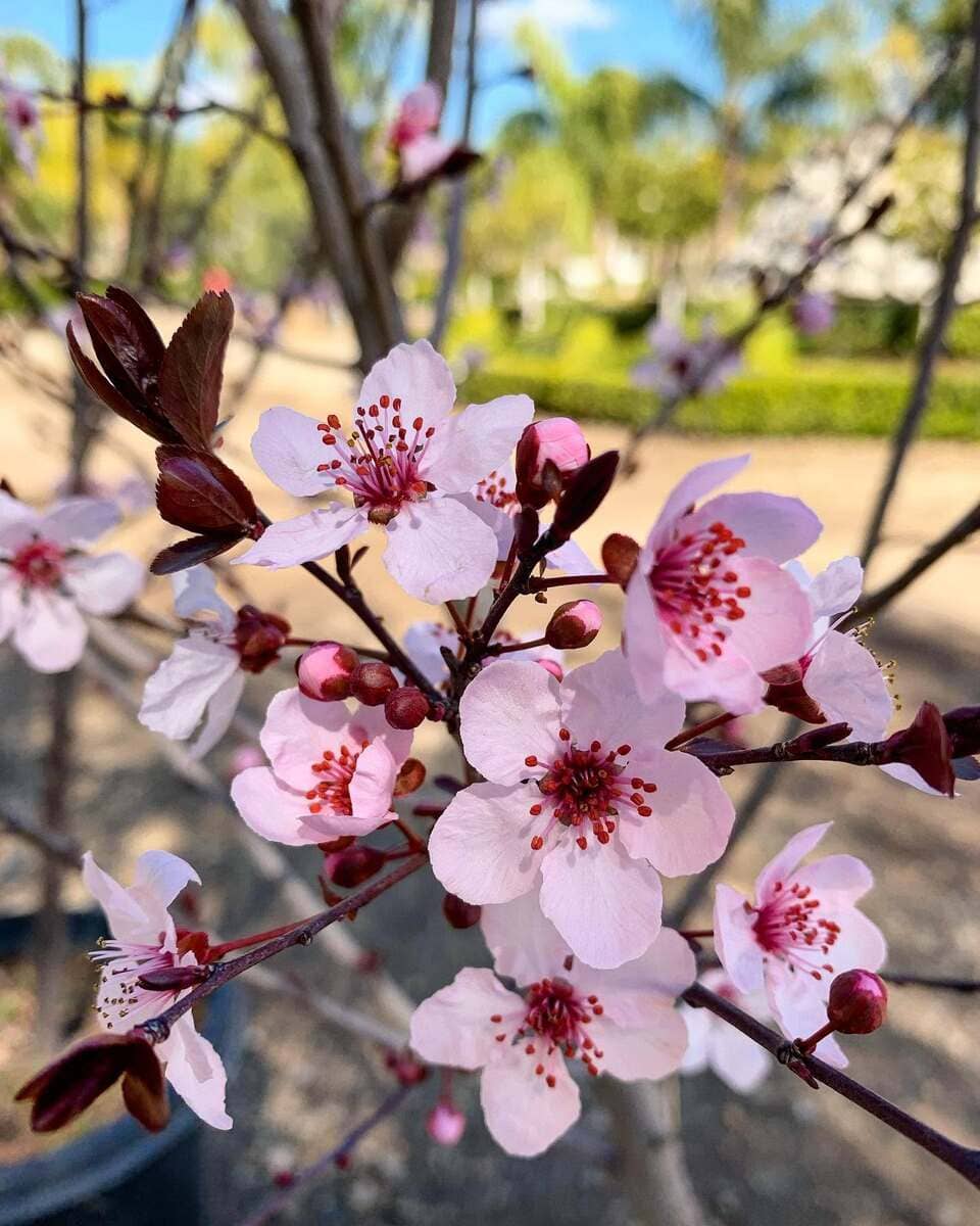 Fruit Tree in bloom