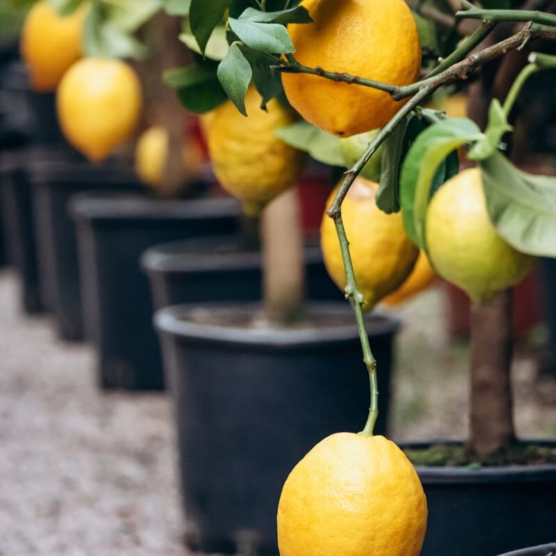 lemon tree for sale at Sterling Gardens Nursery