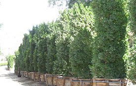 hedges