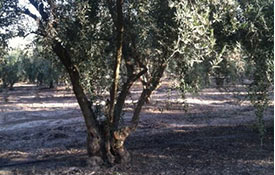 olive trees